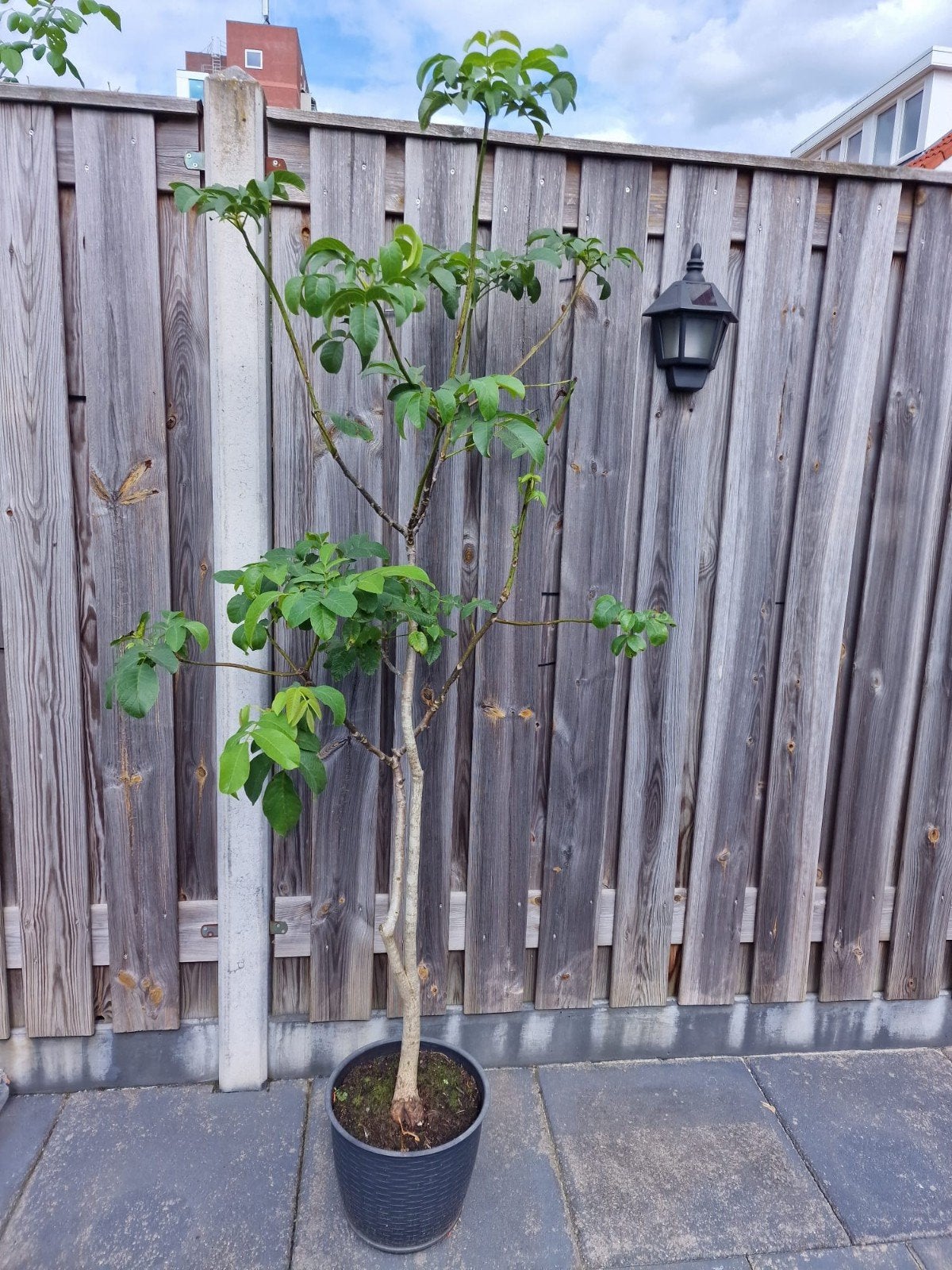 walnotenboom, Tuin en Terras, Ophalen, Overige soorten, Volle zon