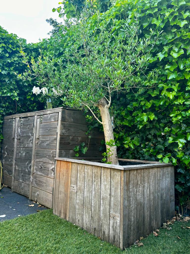 Grote olijfboom in houten bak, Volle zon, Vaste plant, Bloeit niet, Ophalen