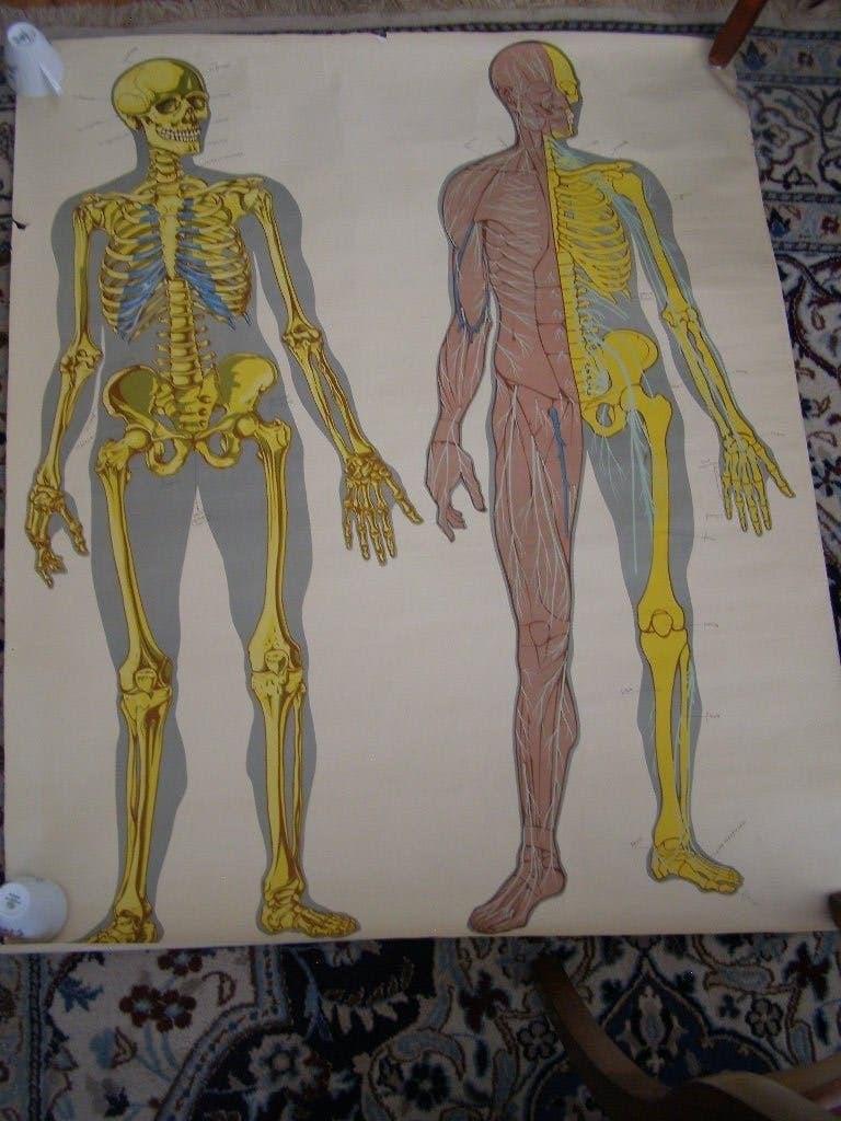 Grote poster van het lichaam, skelet en zenuwen. 110x 90 cm, Achtergrond en Informatie, Overige onderwerpen, Ophalen, Gelezen