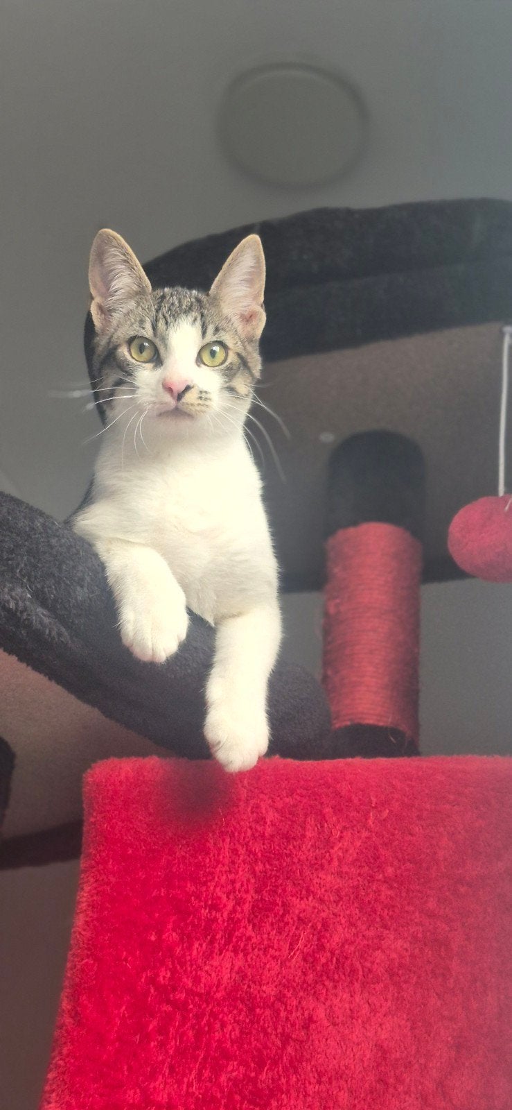 2 katers 4 maanden oud, Dieren en Toebehoren, Katten en Kittens | Overige Katten, Kater, Kortharig, 0 tot 2 jaar