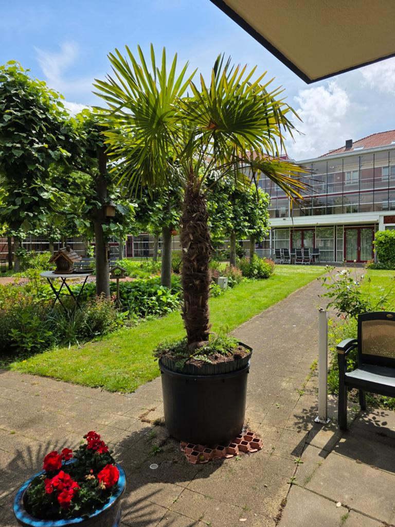 Grote Trachycarpus Fortunei Palmboom - Winterhard!, Tuin en Terras, Ophalen of Verzenden, Bloeit niet, Overige soorten, Volle zon