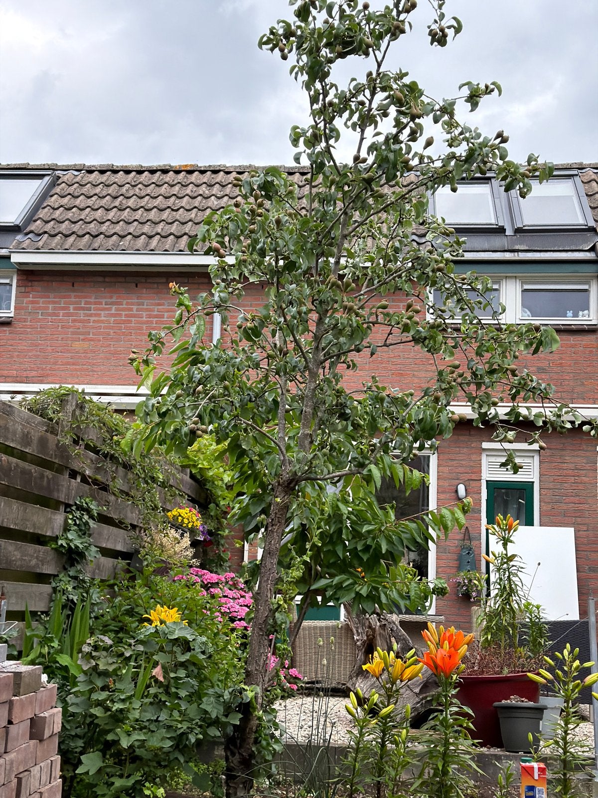 Grote Perenboom met veel vruchten, Lente, Volle zon, Perenboom, Ophalen of Verzenden