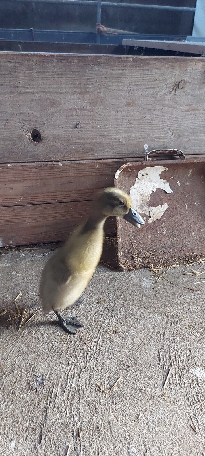 Pulletjes Indische loopeend, Dieren en Toebehoren, Pluimvee, Geslacht onbekend, Eend