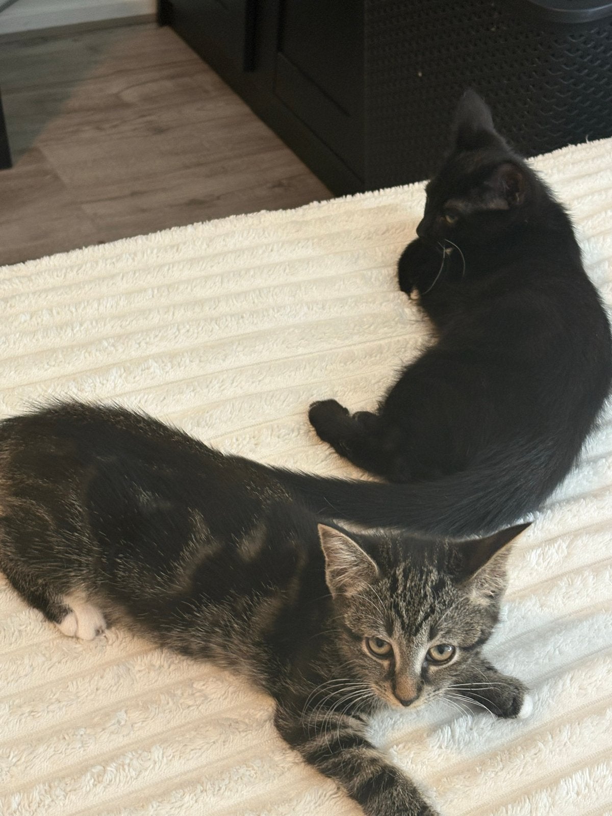 kittens, Meerdere dieren