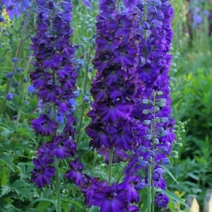 Delphinium 'Dark Blue' - Ridderspoor in P9 pot, Volle zon, Vaste plant, Zomer, Ophalen