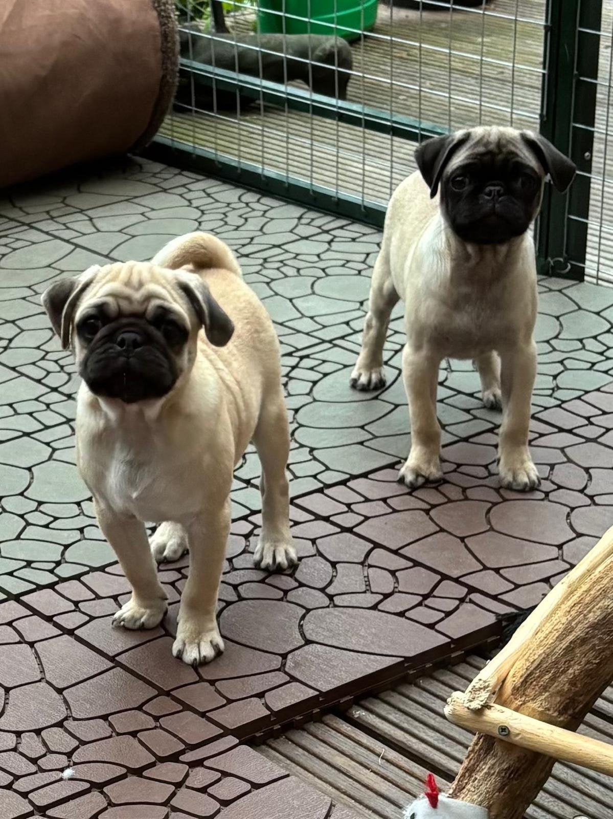 Pepper en Polly zoeken goudenmand, Dieren en Toebehoren, 8 tot 15 weken, Parvo, Meerdere, Meerdere dieren