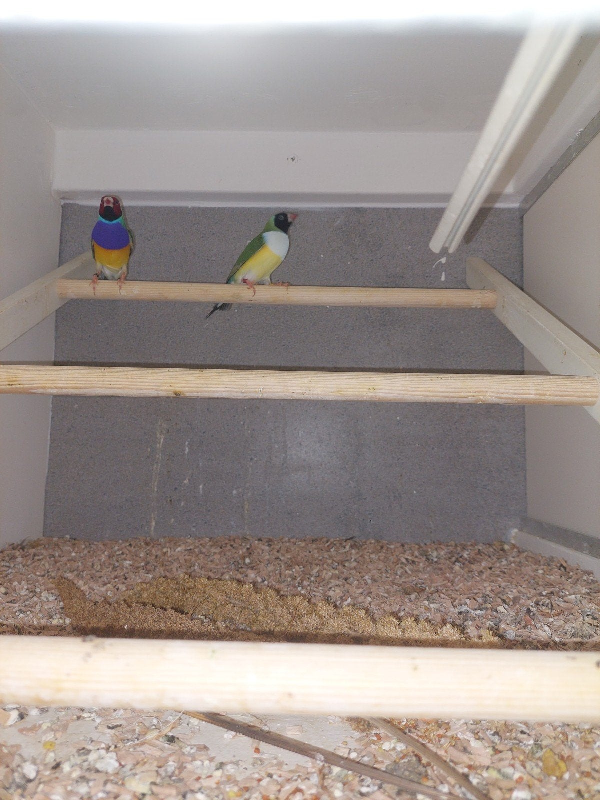 gould amadine, Meerdere dieren, Tropenvogel, Geringd