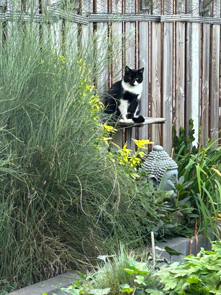 Gezocht: gouden mand ivm ziekte, Dieren en Toebehoren, Katten en Kittens | Overige Katten, Poes