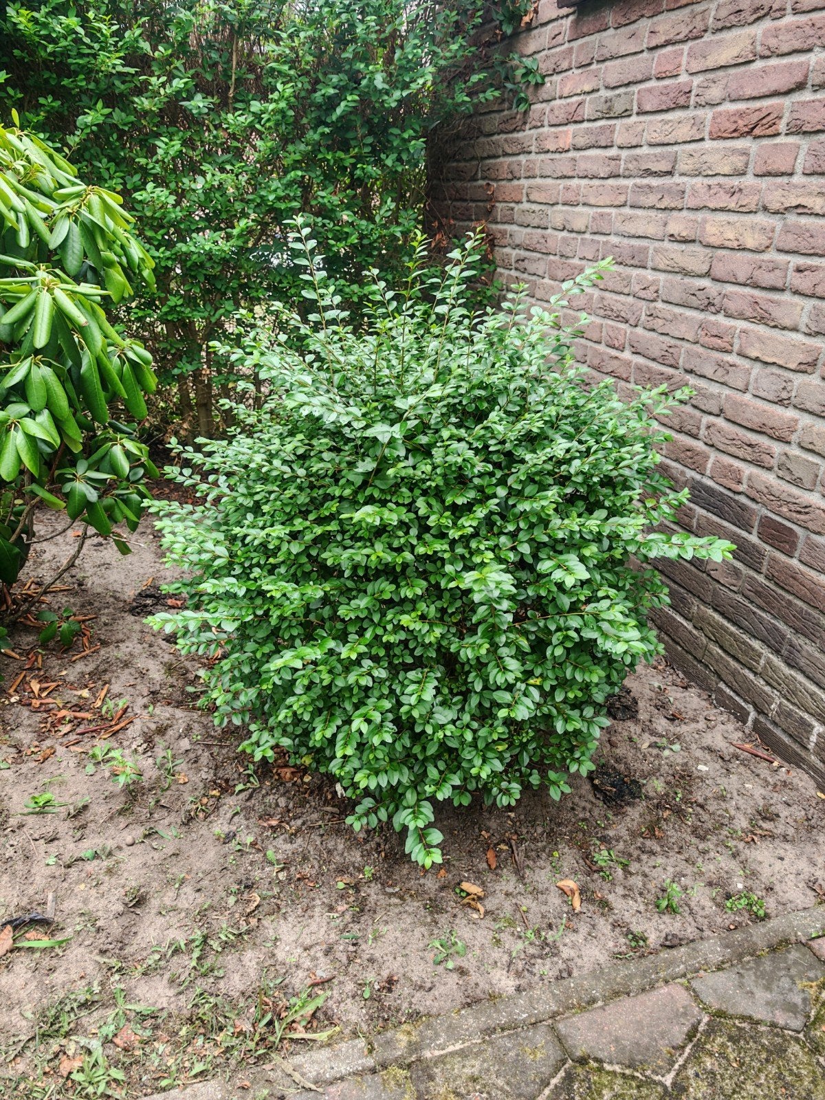Struikkamperfoelie ? bolvorm, Ophalen, Overige soorten, Struik, Minder dan 100 cm