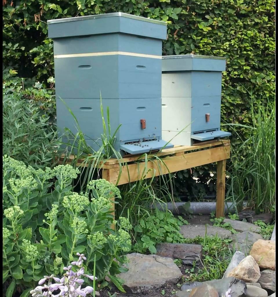 Imker zoekt standplaats, Dieren en Toebehoren, Insecten en Spinnen