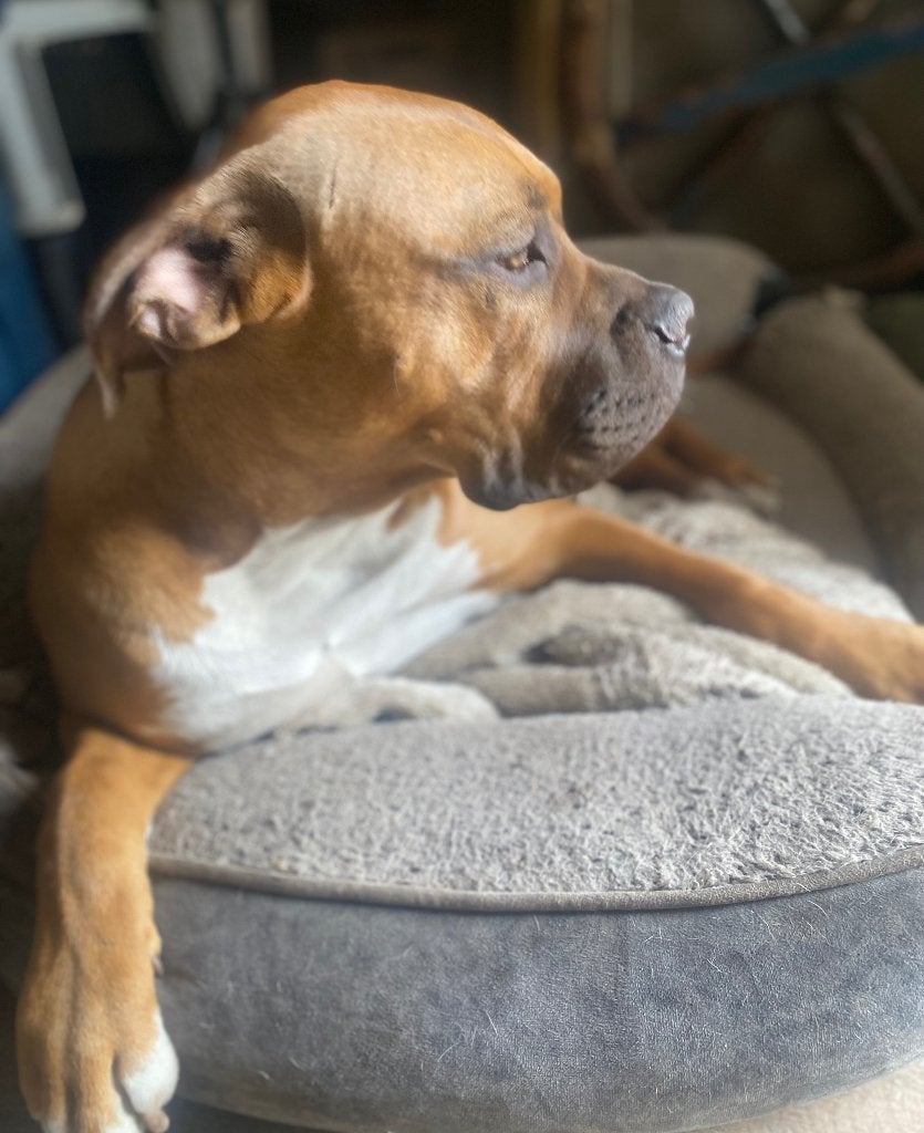 Boerboel pup teefje kleur rood zoekt 5*** huisje, 15 weken tot 1 jaar, Teef, Parvo, Bulldog