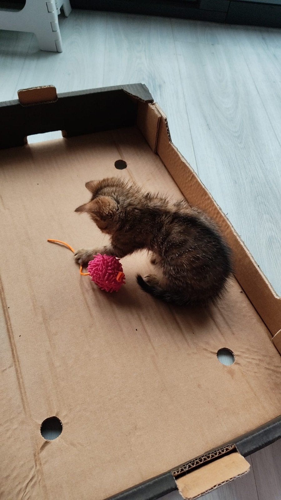 kittens kruising Ragdoll Europese korthaar, Meerdere dieren