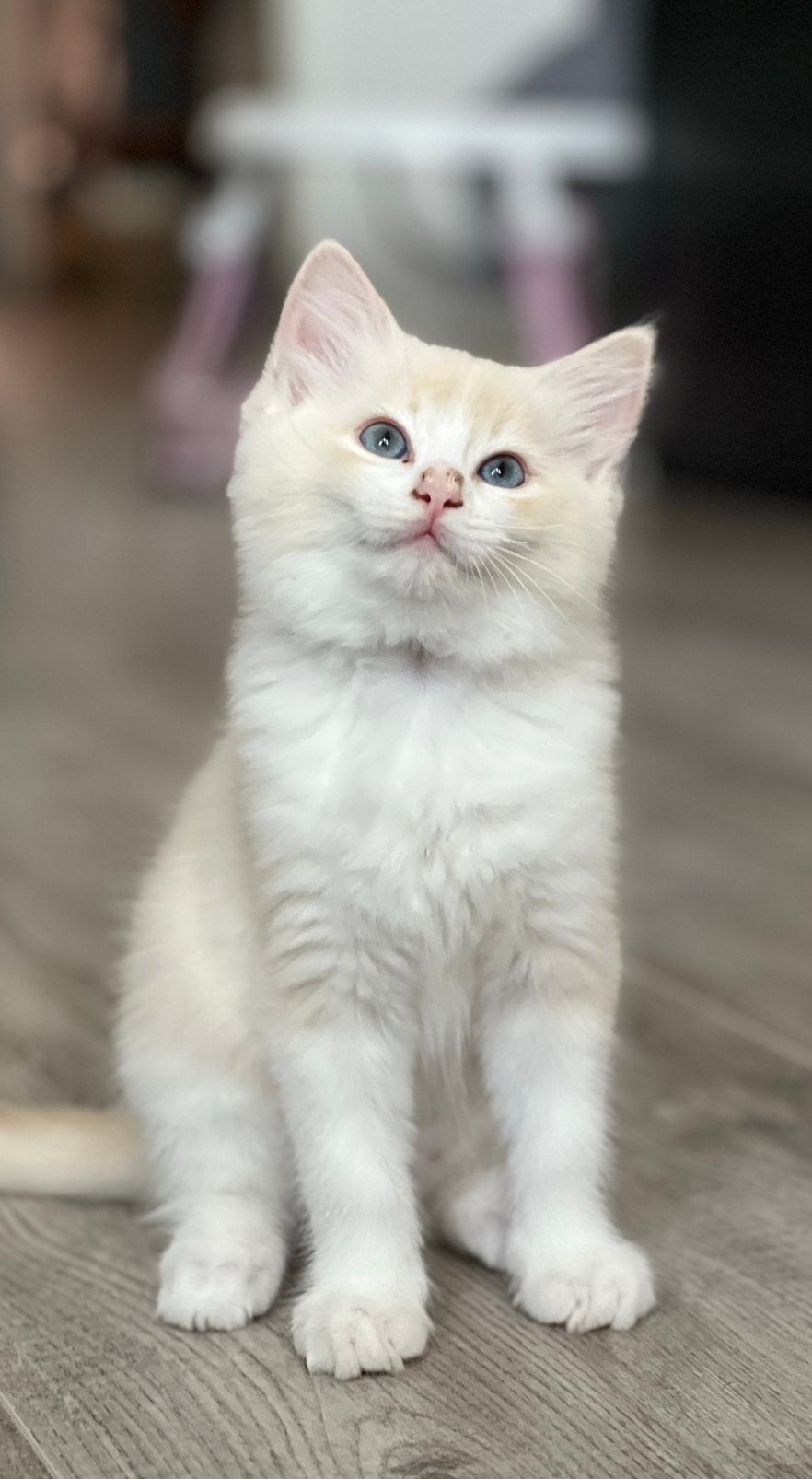 Prachtige Ragdoll kittens met speciale kleuren (de laatste🥰, Dieren en Toebehoren, Meerdere dieren, Gechipt