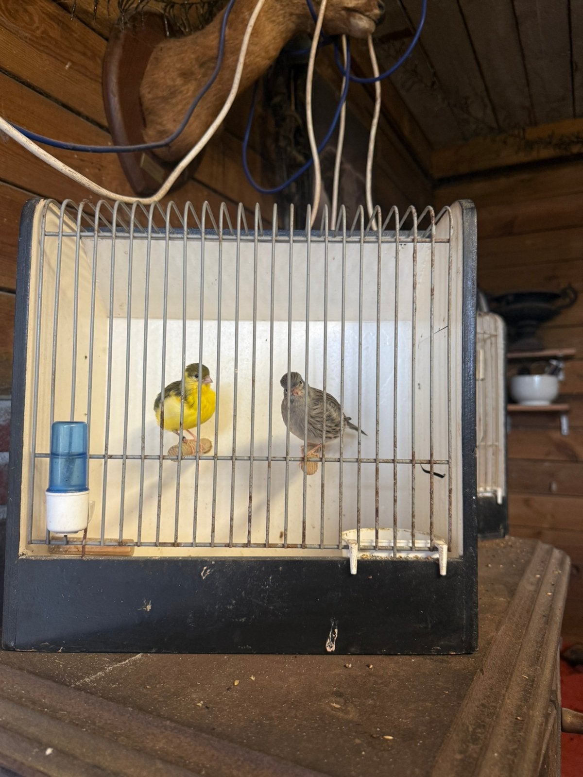 Koppel fify fancy, Dieren en Toebehoren, Meerdere dieren, Postuurkanarie