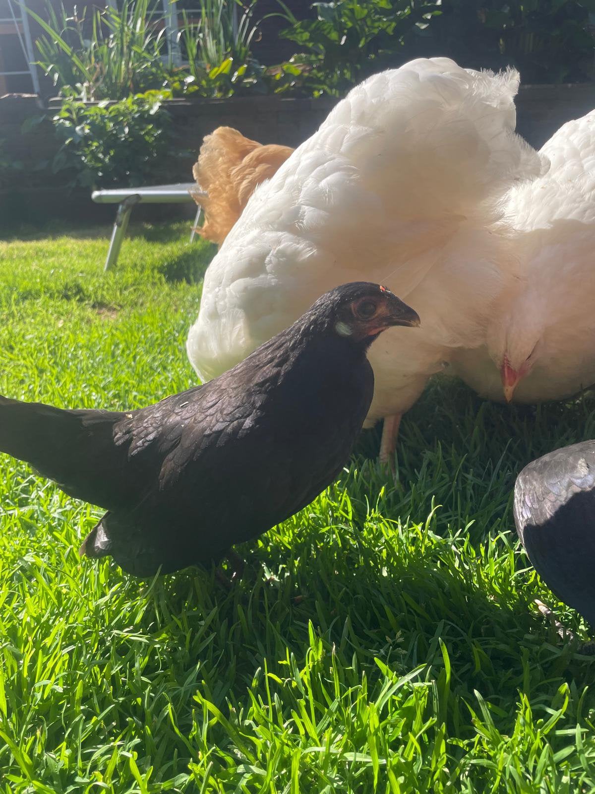 Jonge javakriel en orpington, Dieren en Toebehoren, Pluimvee, Meerdere dieren, Kip