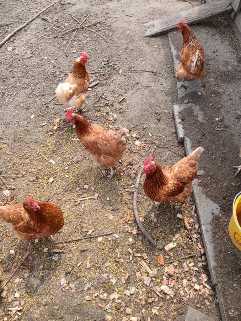 Gratis  legkippen, Dieren en Toebehoren, Pluimvee, Vrouwelijk, Kip