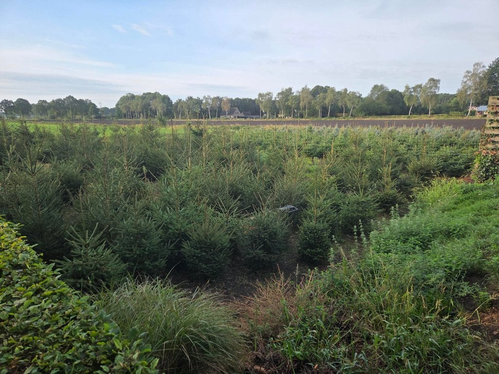 Te koop. Mooie kerstbomen, Tuin en Terras, Planten | Bomen, Ophalen, Winter, Overige soorten, 100 tot 250 cm