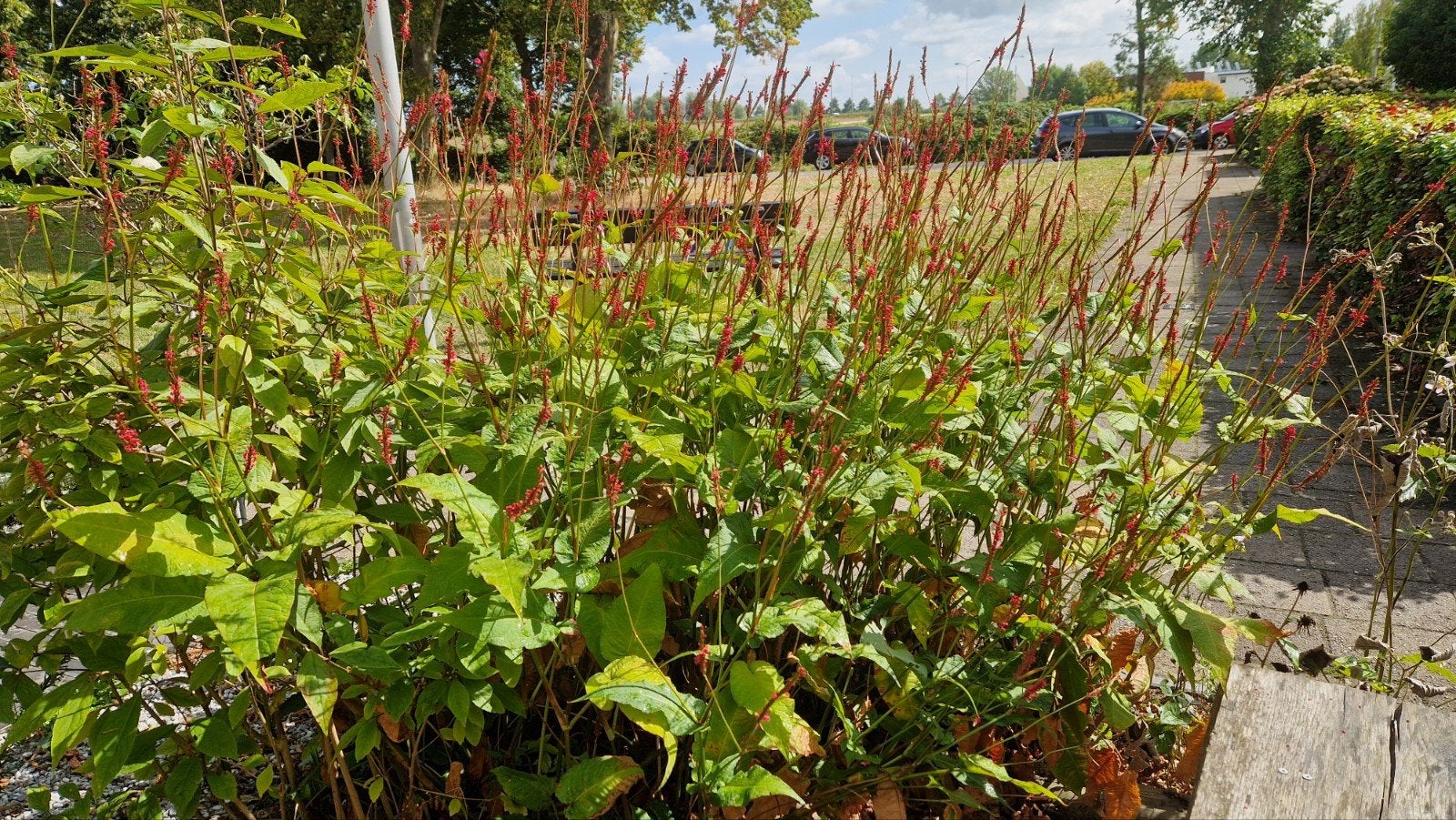 Persicaria duizendknoop, Tuin en Terras, Ophalen, Overige soorten, Volle zon