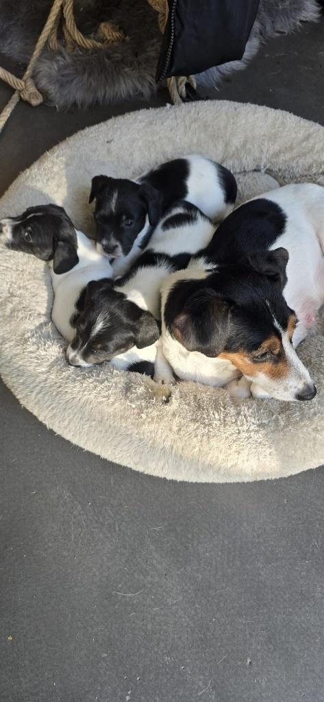 Jack russel puppy .s, Jack Russell Terriër, 8 tot 15 weken, Meerdere, Meerdere dieren