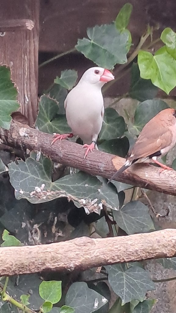 koppel rijstvogels tekoop, Dieren en Toebehoren, Meerdere dieren, Overige soorten