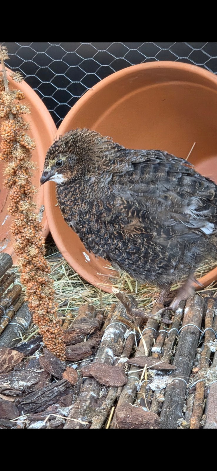 Japanse kwartel haan, Dieren en Toebehoren, Vogels | Overige Vogels, Mannelijk