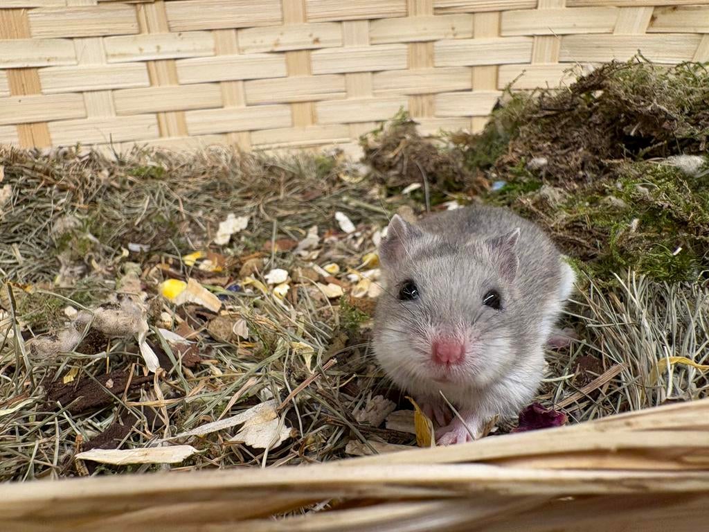 Pip ,lief, tam chinees dwerghamster zoekt een fijne plek, Hamster, Februari, Vrouwelijk, Tam