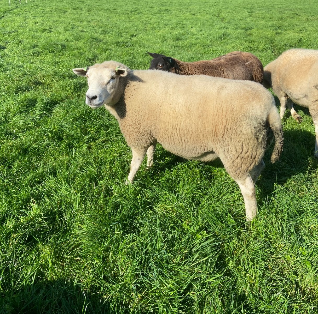 Swifter ooi en ooilam, Vrouwelijk, Schaap