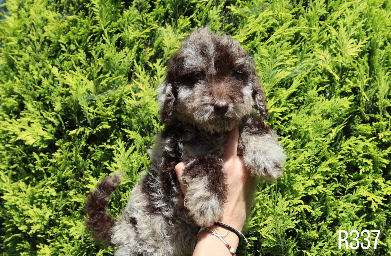 Prachtige mini doodle pups te koop, Dieren en Toebehoren, Parvo, Nederland, Overige rassen, 8 tot 15 weken