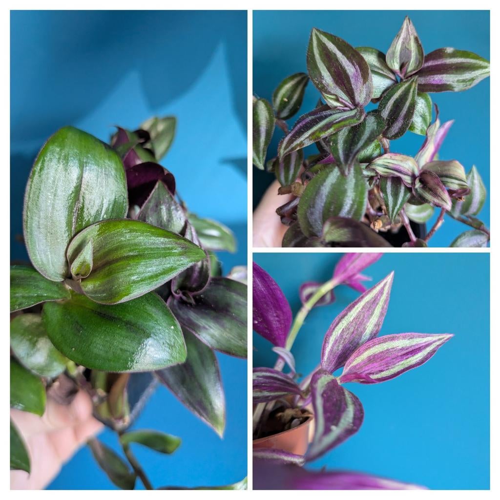 Tradescantia Discolor, Pink Paradise, Discolor Multicolor, Ophalen of Verzenden, Halfschaduw, Minder dan 100 cm