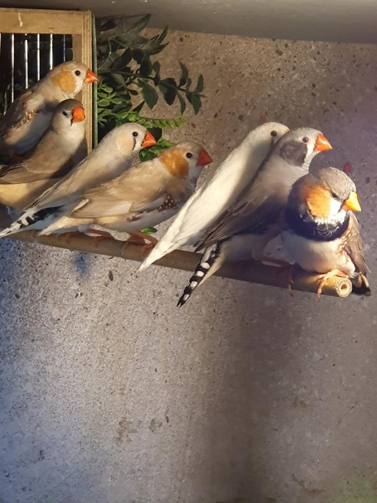 Verschillende kleuren zebravinken, Meerdere dieren