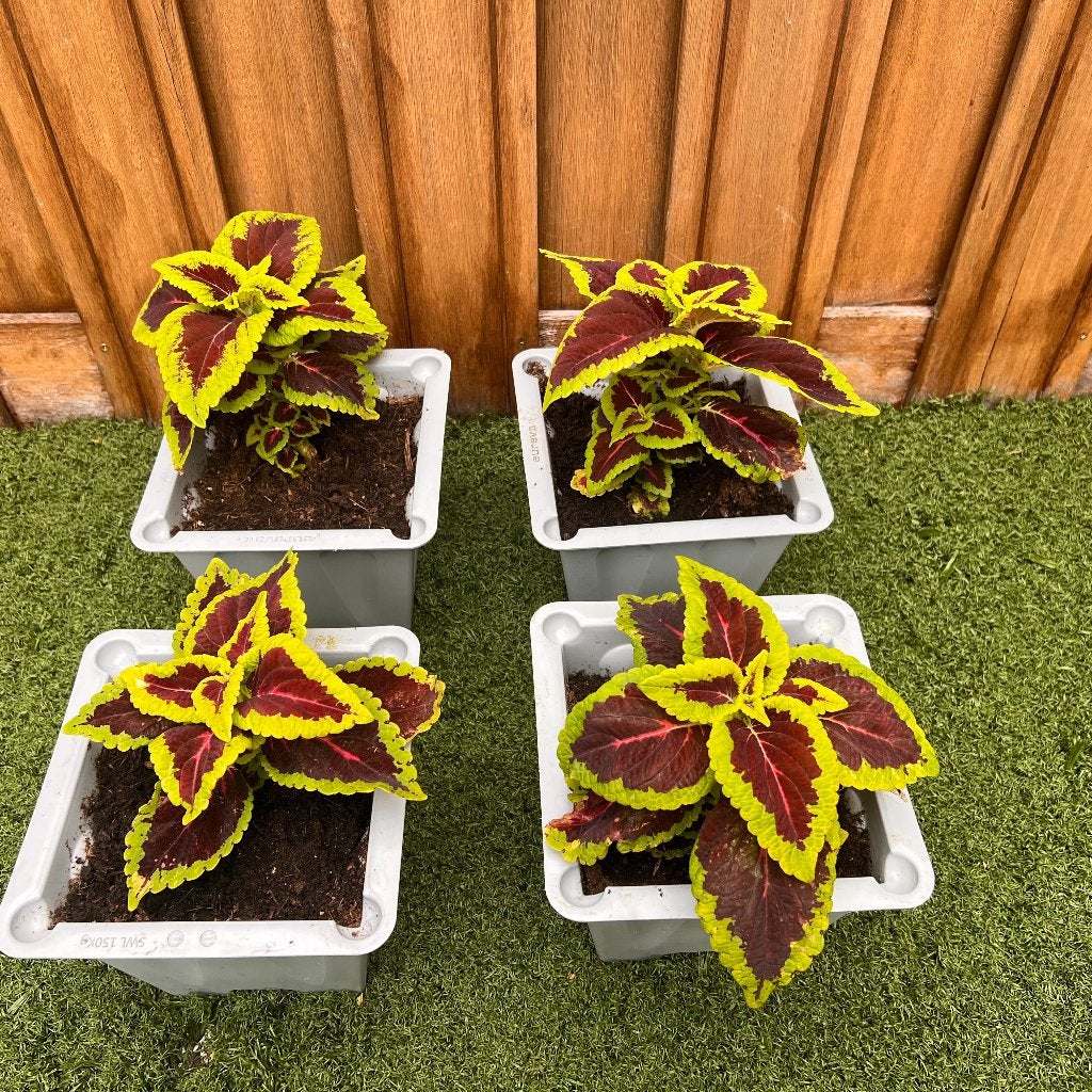 4 stuks Siernetel Coleus kamerplanten plant in pot, Ophalen, Overige soorten, Halfschaduw, In pot