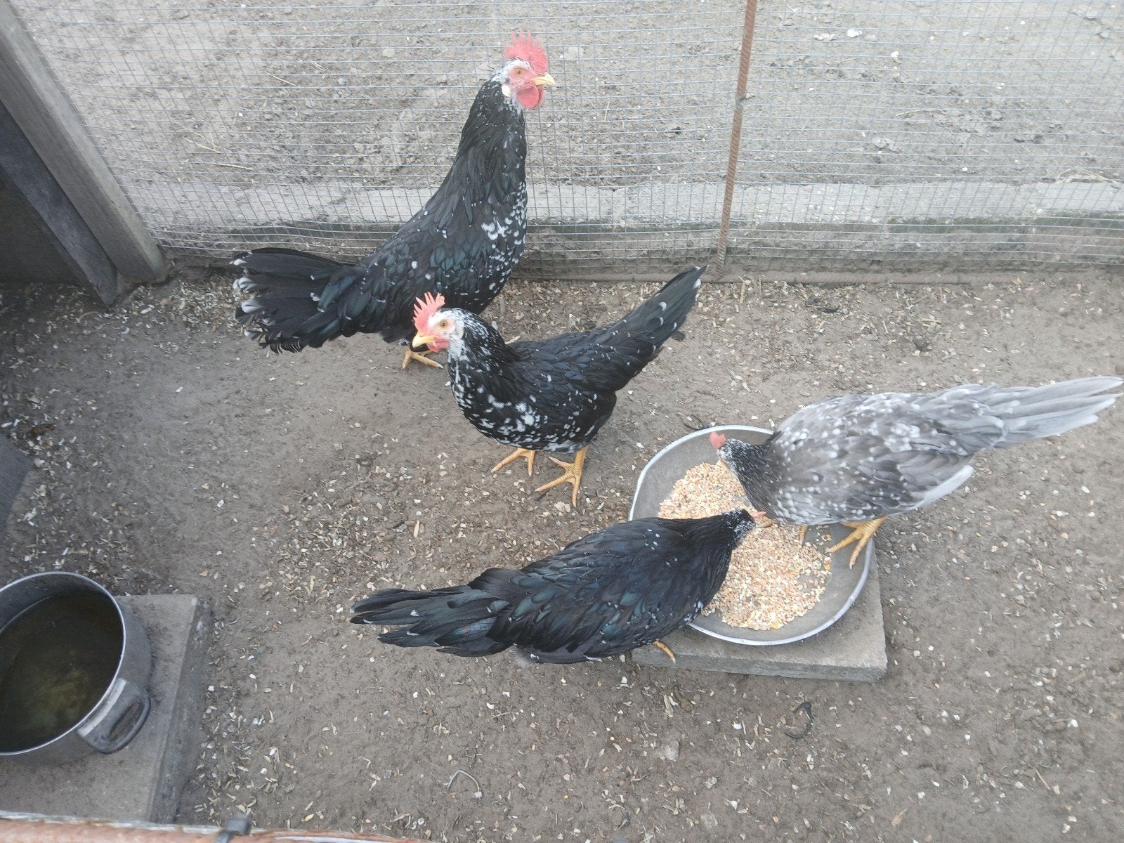 Ancona hanan, Dieren en Toebehoren, Mannelijk, Kip