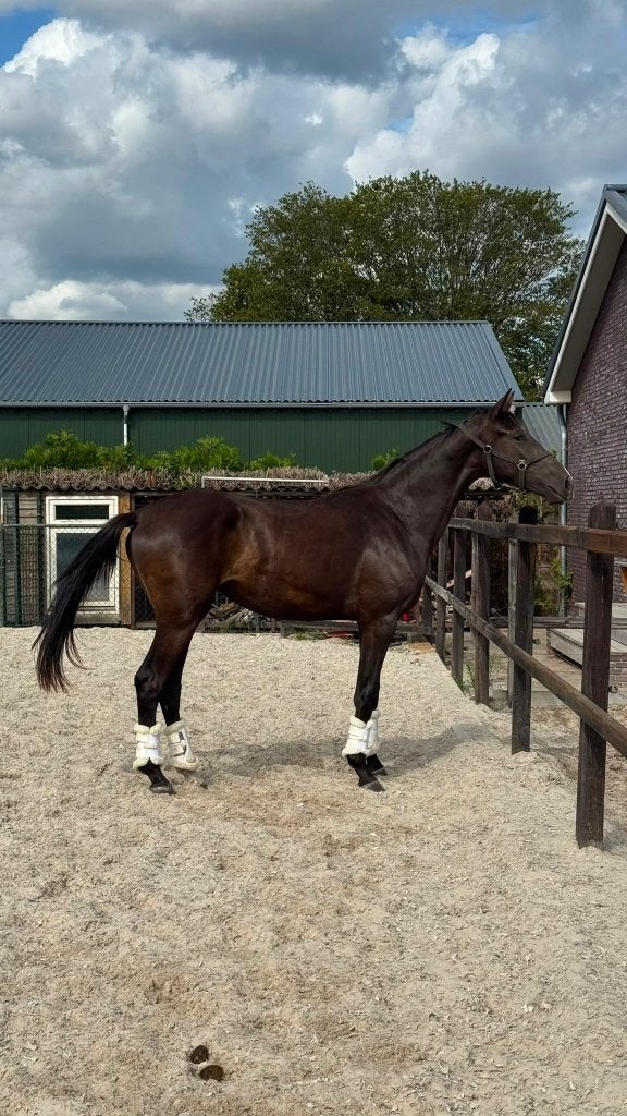 Prachtige jonge merrie - 2,5 jarige uit de Zelma stam, Dieren en Toebehoren, Paarden, Merrie, Met stamboom, Dressuurpaard, 0 tot 2 jaar