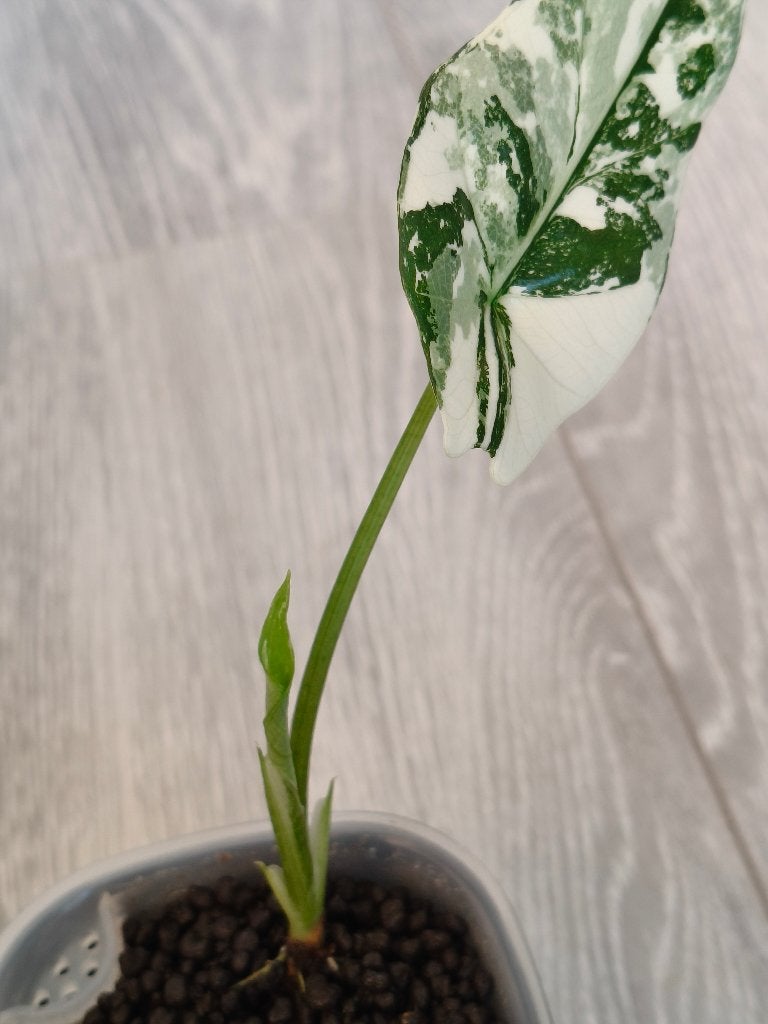 Alocasia Simpo Albo, Ophalen of Verzenden, Halfschaduw, Minder dan 100 cm