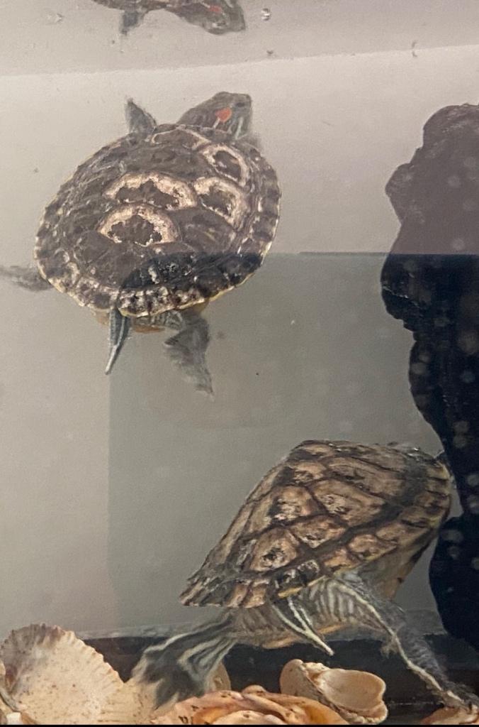 Water schildpad 2 stuks met aquarium en toebehoren, Dieren en Toebehoren, Reptielen en Amfibieën, Schildpad, Met terrarium, 3 tot 6 jaar