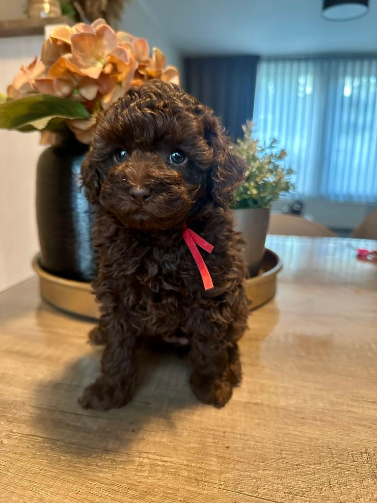 Super knappe Choco toy poede pups  teefjes, Poedel, Parvo, 8 tot 15 weken, Meerdere