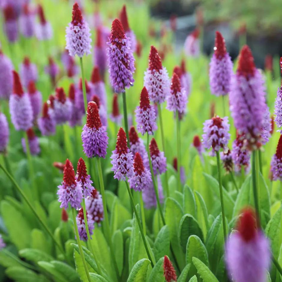 Primula vialii / Primula gekweekt in P9 pot, Tuin en Terras, Planten | Tuinplanten, Ophalen of Verzenden, Vaste plant