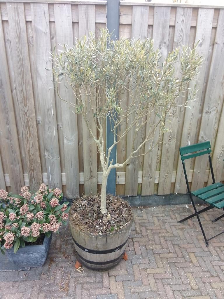 Olijfbomen, Volle zon, Ophalen of Verzenden, Lente, 100 tot 250 cm
