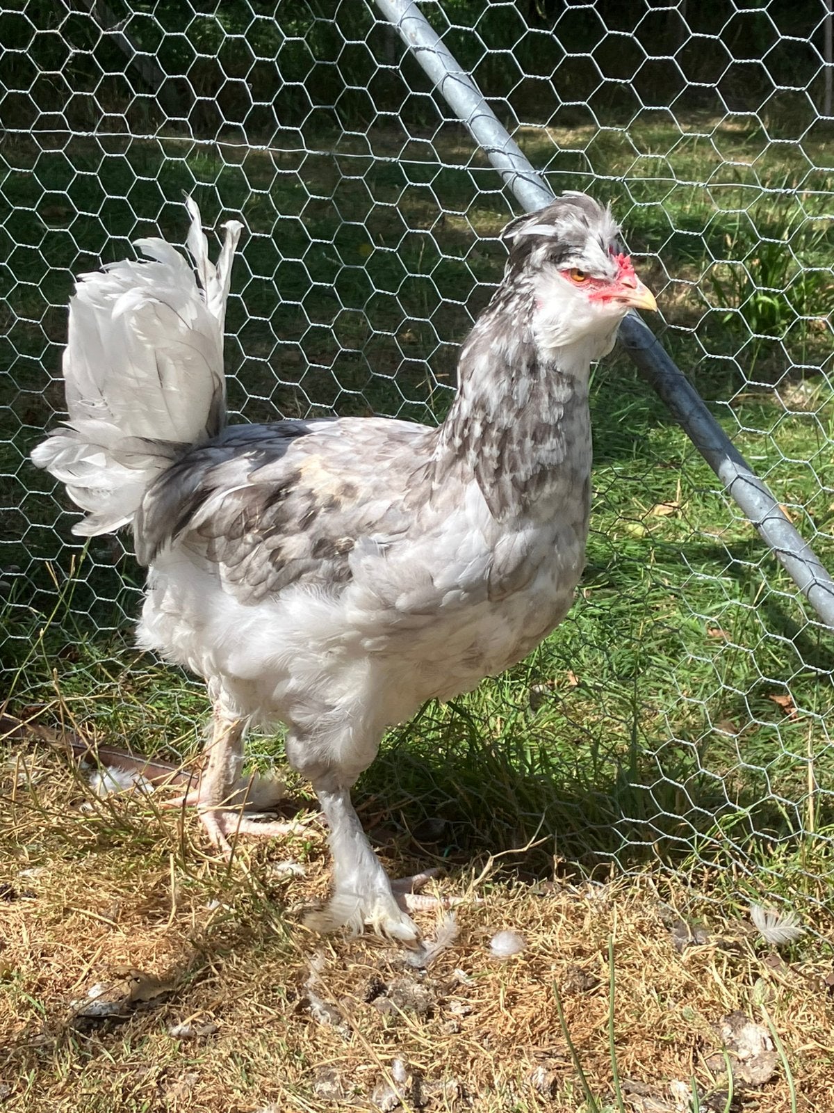 2 jonge haantjes, Dieren en Toebehoren, Pluimvee, Mannelijk, Kip