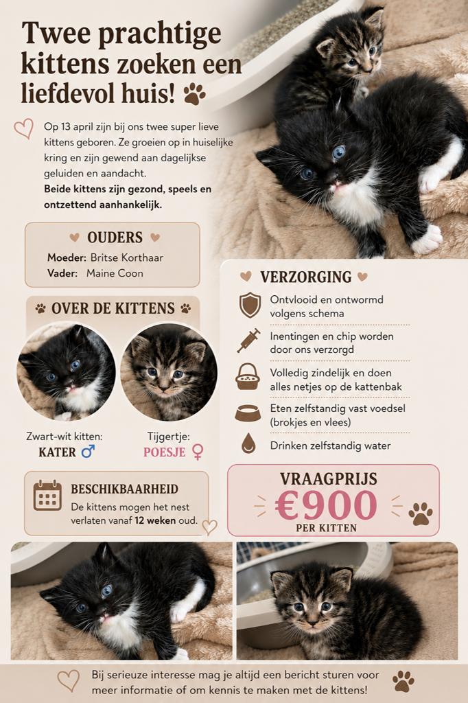 britse korthaar x maine coon kittens, Dieren en Toebehoren, Katten en Kittens | Overige Katten, Meerdere dieren