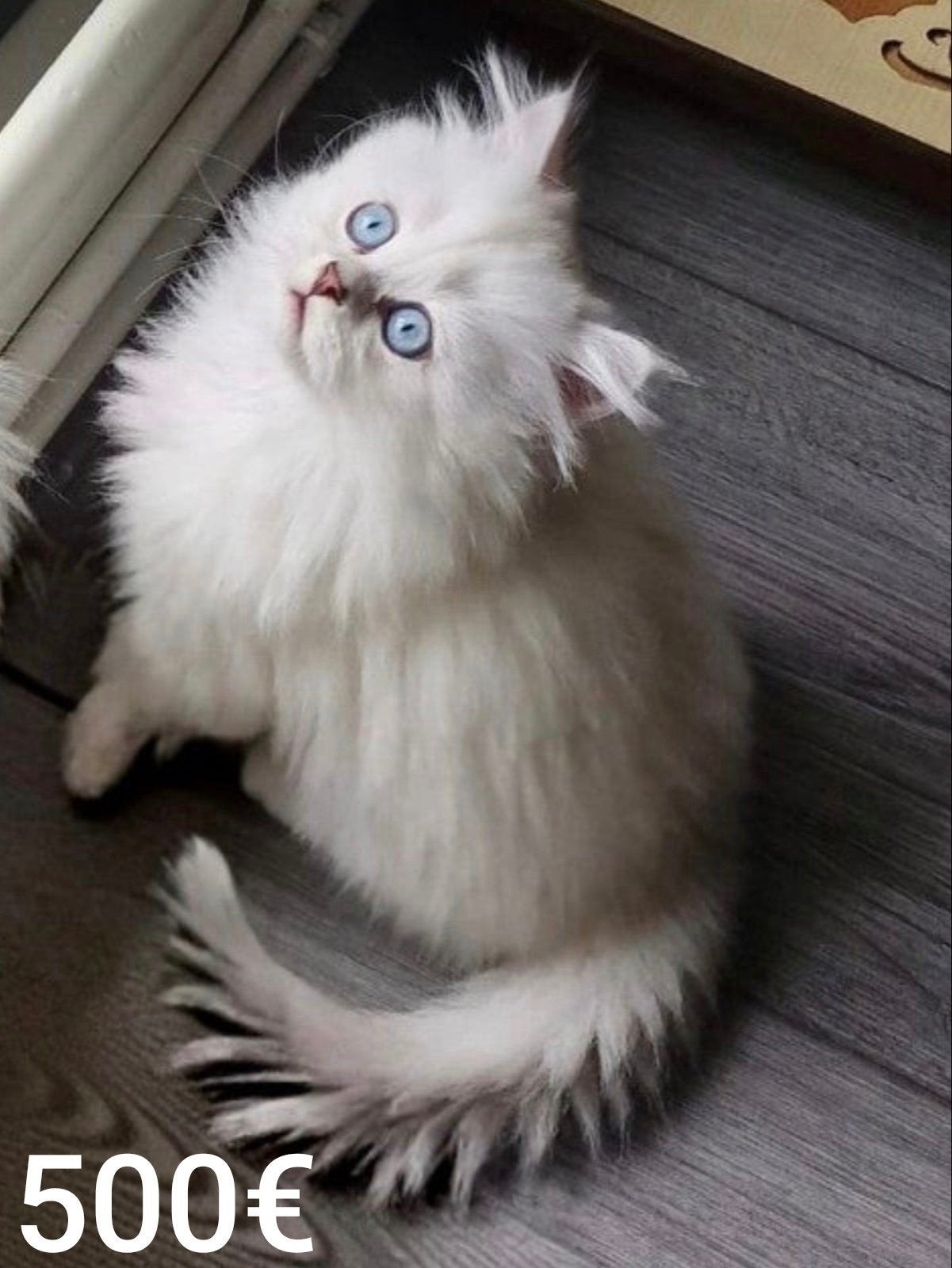 .Scottish Straight .lang haar 
 قطط Scottish Strai, Dieren en Toebehoren, Poes, Ontwormd, 0 tot 2 jaar