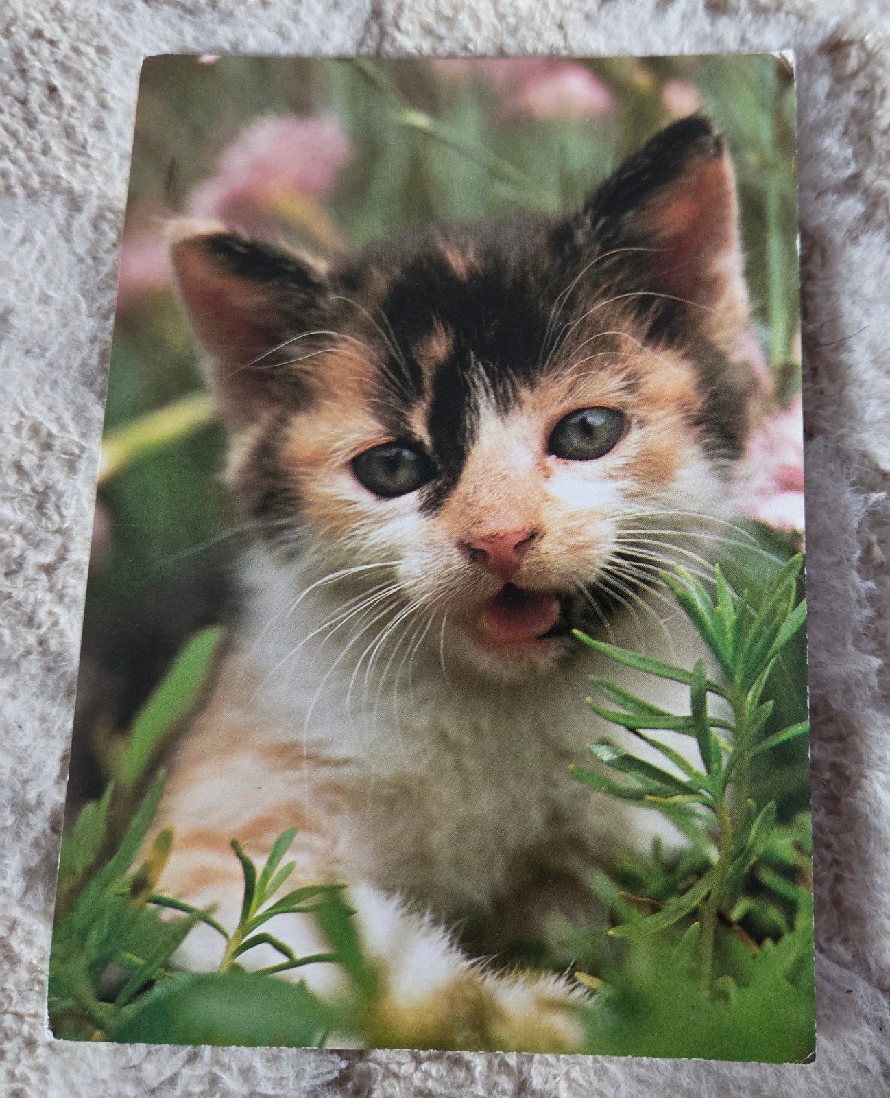 Vintage Ansichtkaart: Schattig Katje, Verzenden, 1980 tot heden, Gelopen, Hond of Kat