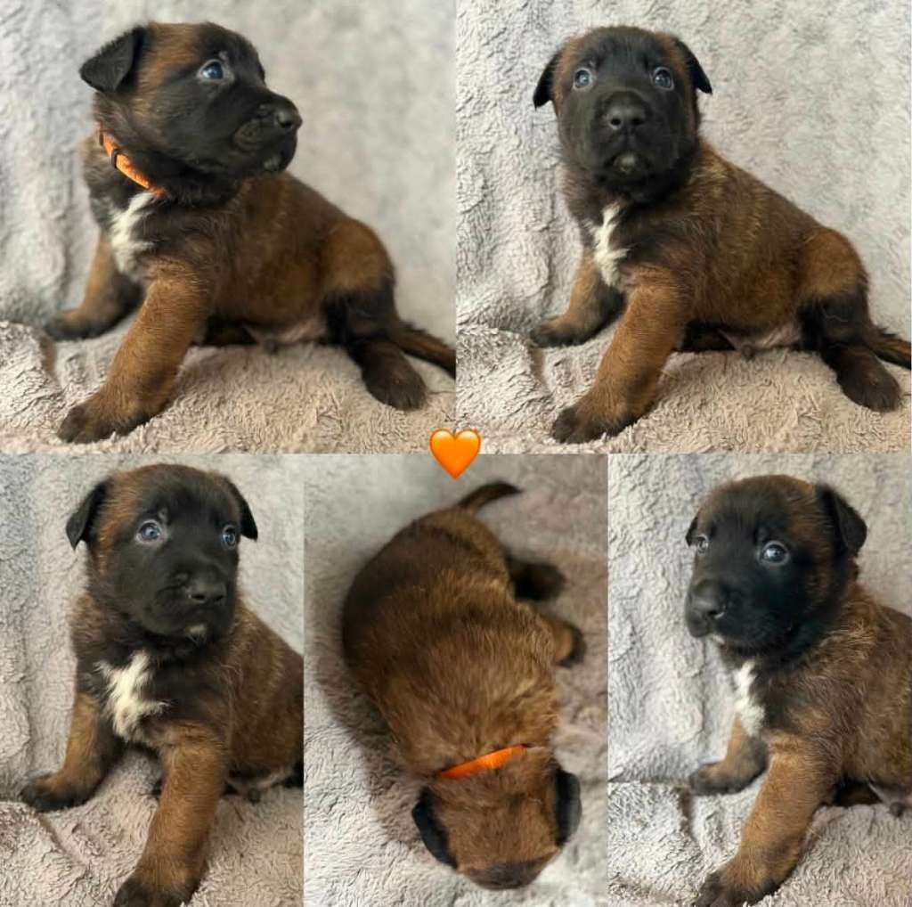 Mechelse herder pups met NVBK stamboom !!!., Dieren en Toebehoren, Parvo, België, Fokker | Hobbymatig, Reu