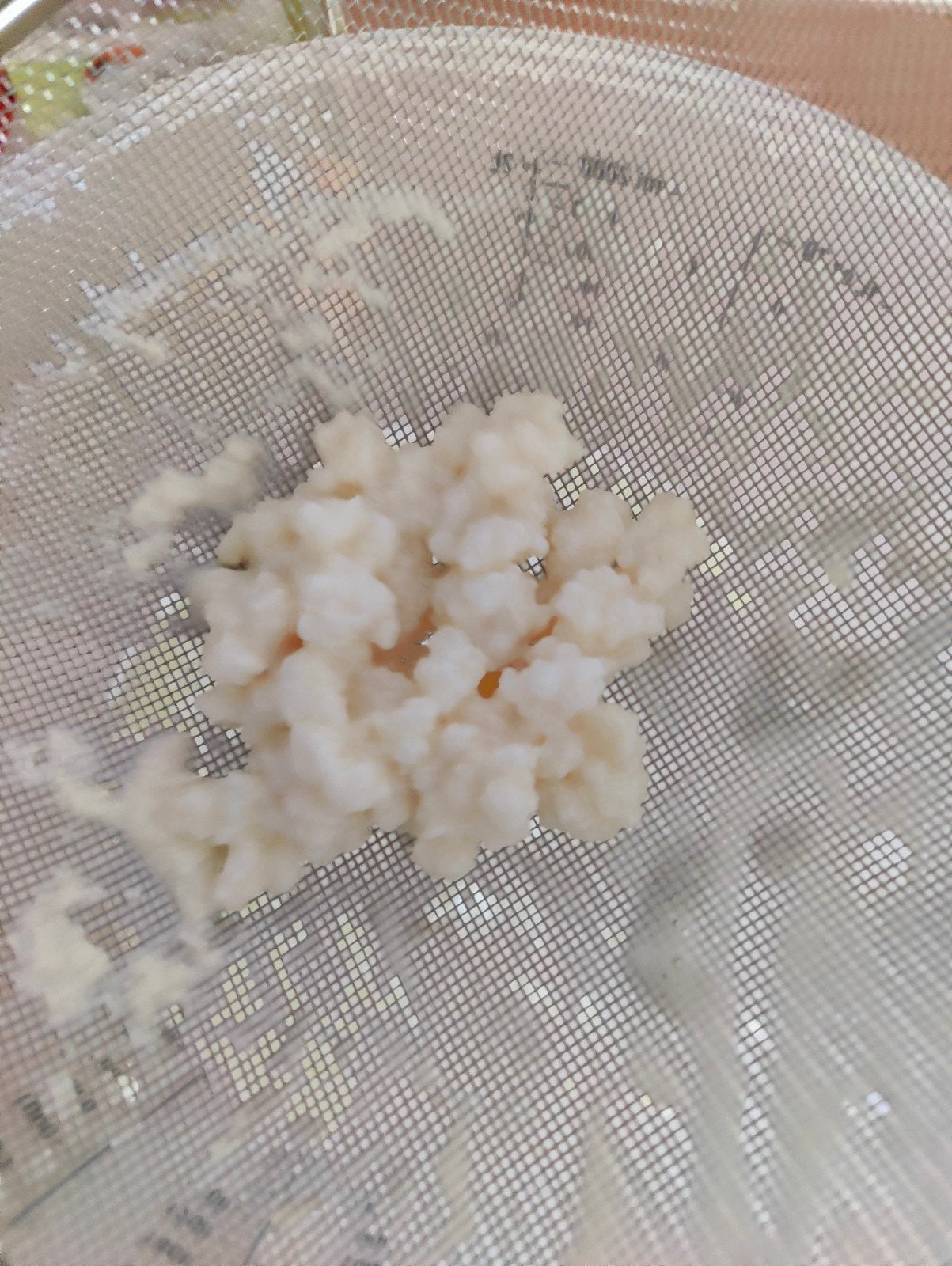 Een portie 50 gram actieve melk kefirkorrels., Diversen, Ophalen
