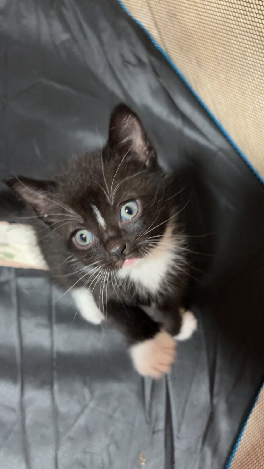 Europese korthaar kittens, Meerdere dieren