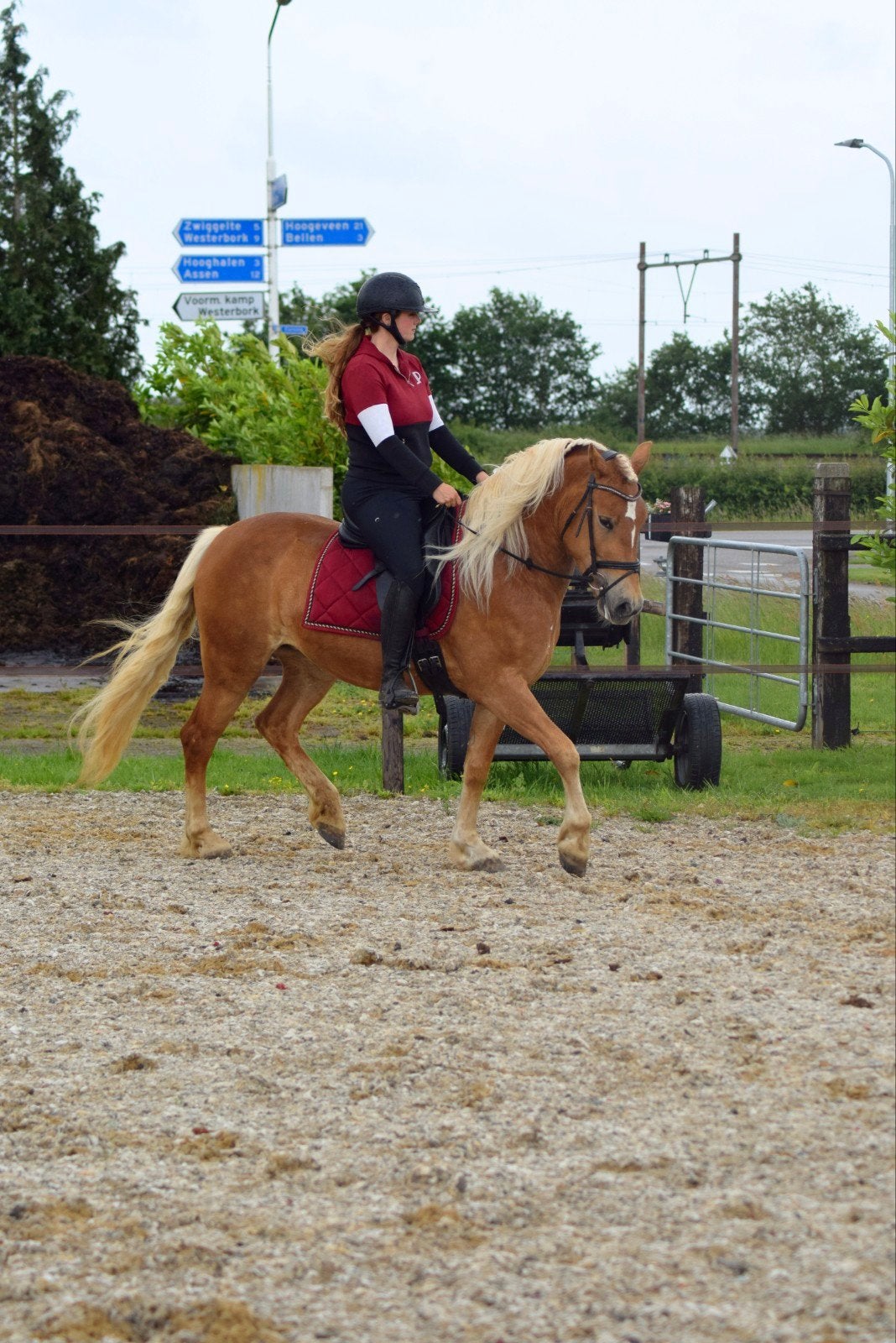 Lieve eerlijke 3 jarige schwazwalder Fuchs x Haflinger, Merrie, Minder dan 160 cm, Recreatiepaard, 3 tot 6 jaar