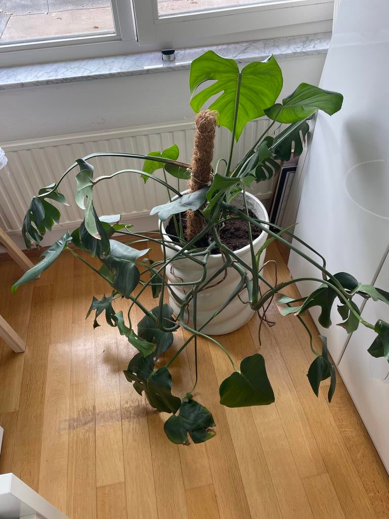 Grote plant in mooie stijlvolle pot, Ophalen, 100 tot 150 cm, Overige soorten, Halfschaduw