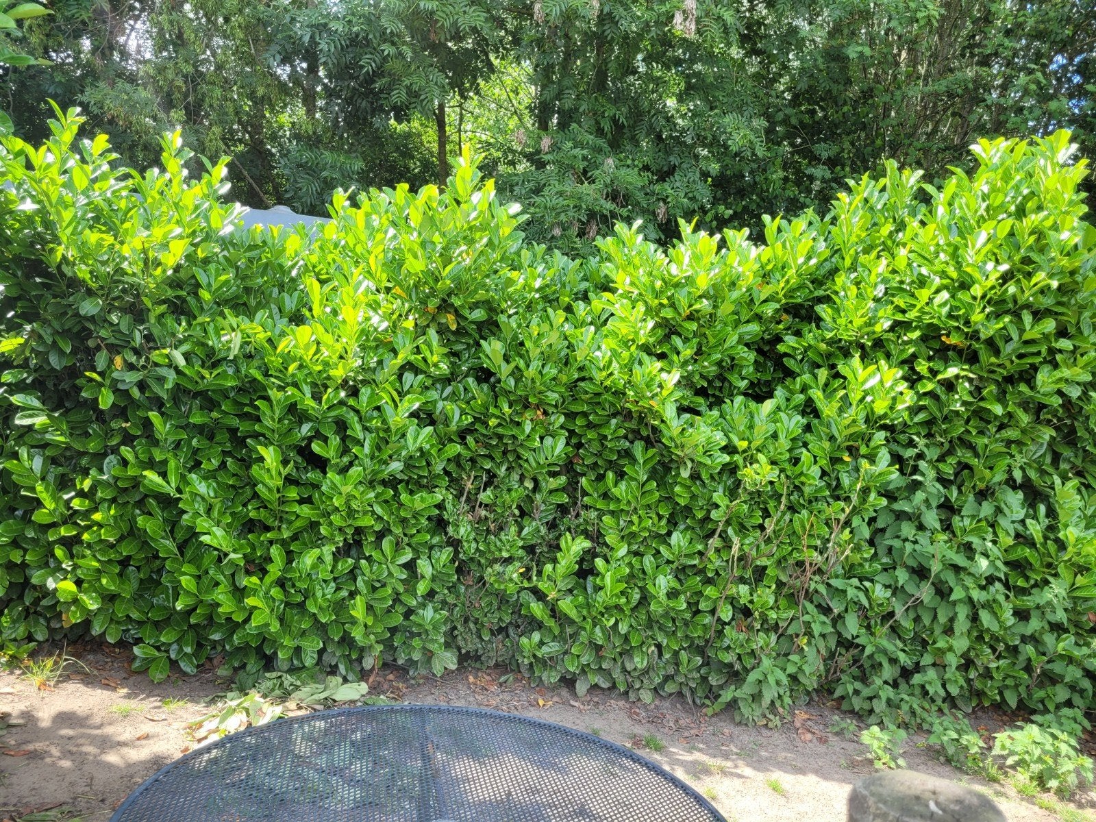 Laurierstruik  10 meter GRATIS!, Ophalen, Overige soorten, 100 tot 250 cm