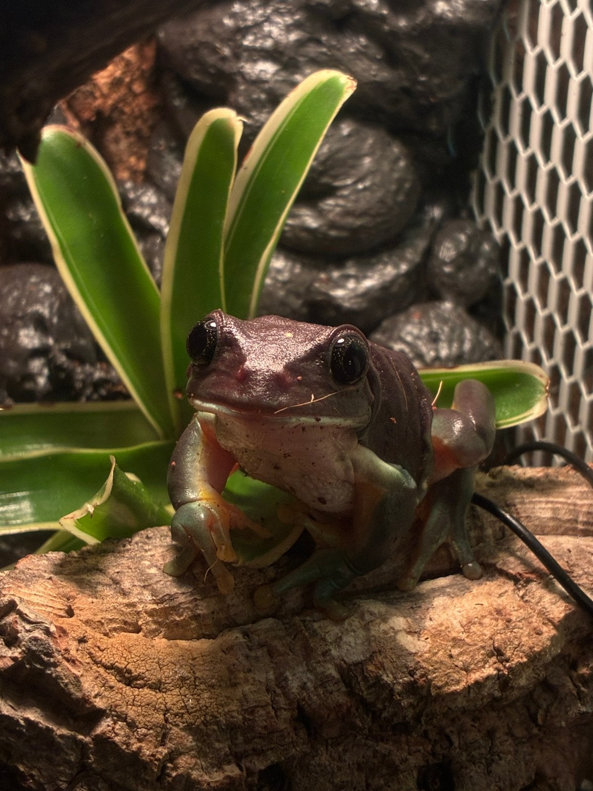 Pachymedusa dacnicolor Mexican leaf frog Frog photo 2