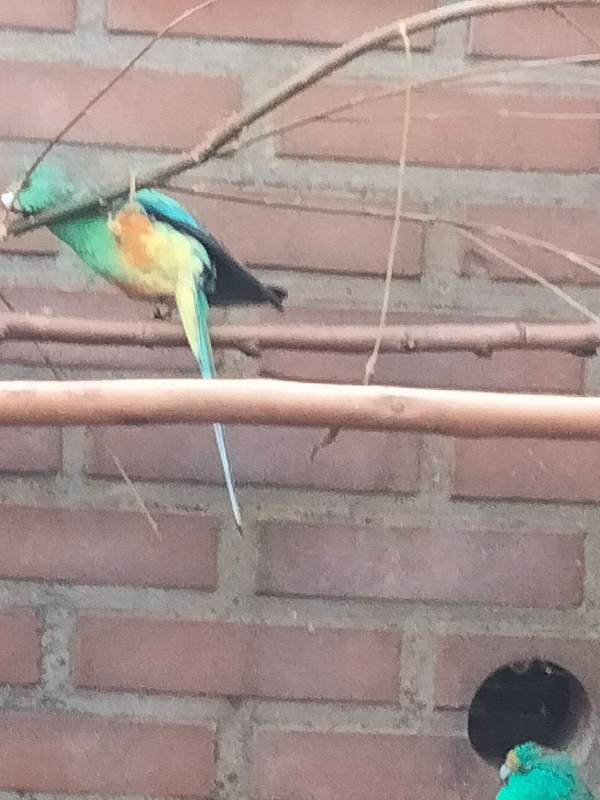 te koop veel kleuren parkieten, Mannelijk, Parkiet